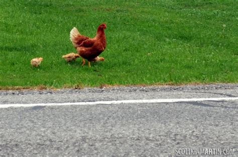 Discover chicken road online