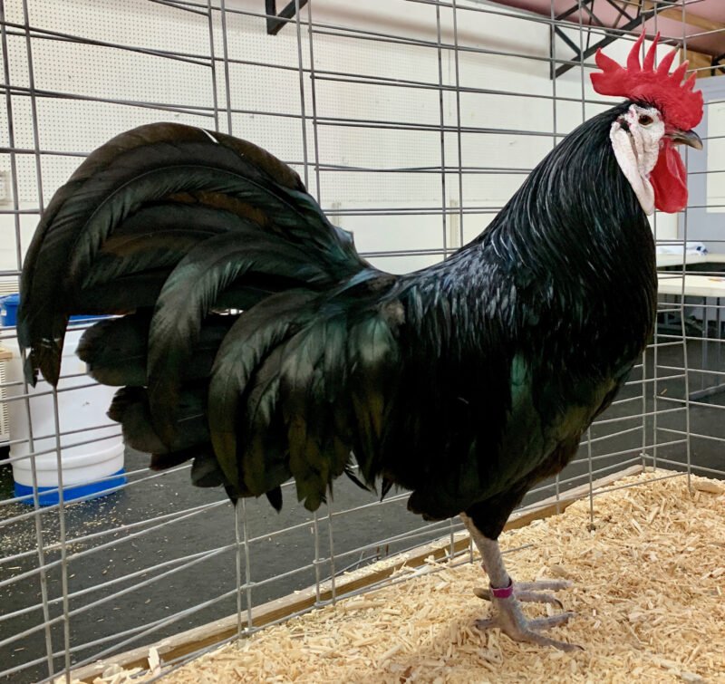 Image: Descubre el Excitante Mundo de Chicken Road Casino en España Oficialmente